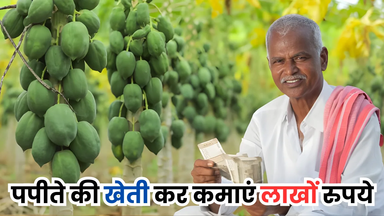 Earn lakhs of rupees by cultivating papaya
