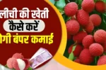How to Cultivate Litchi