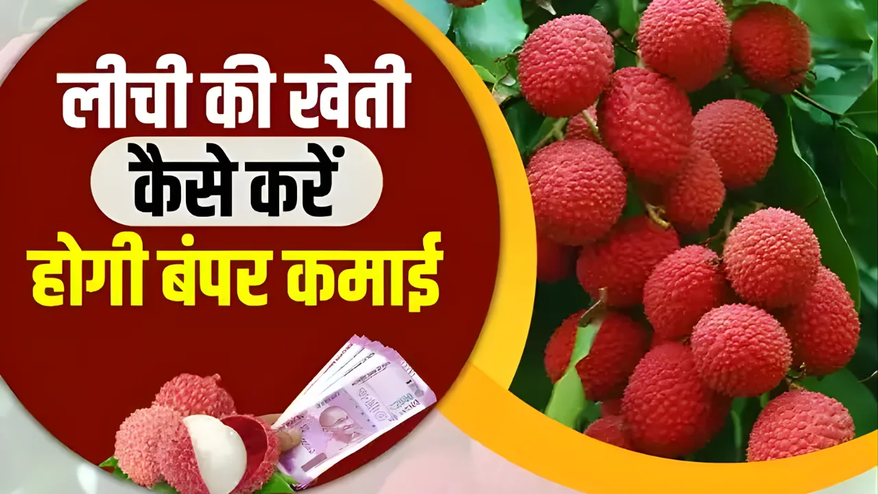 How to Cultivate Litchi