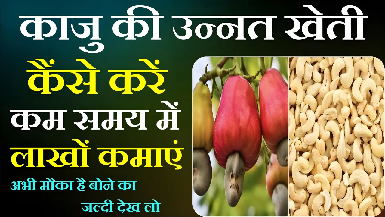 How to cultivate cashew