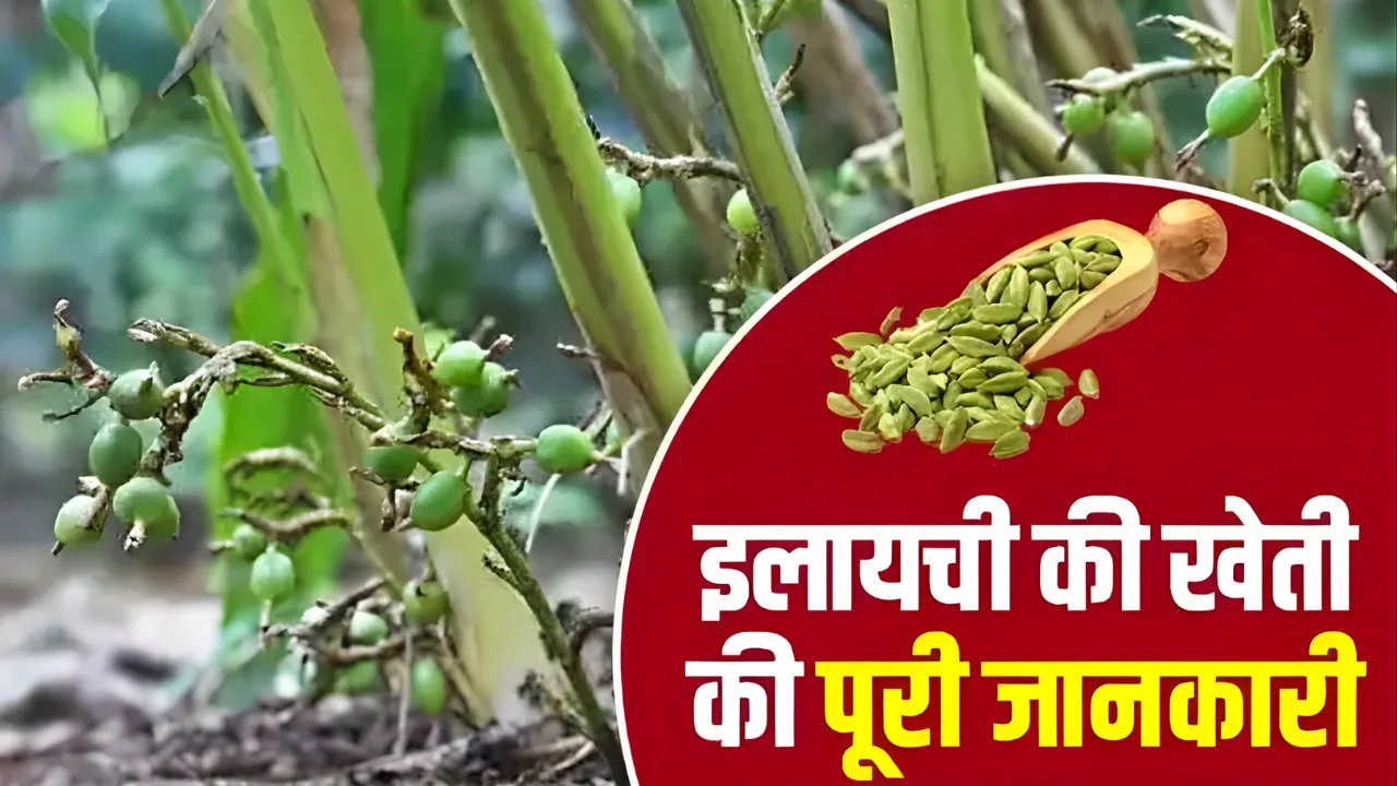 How to cultivate large cardamom