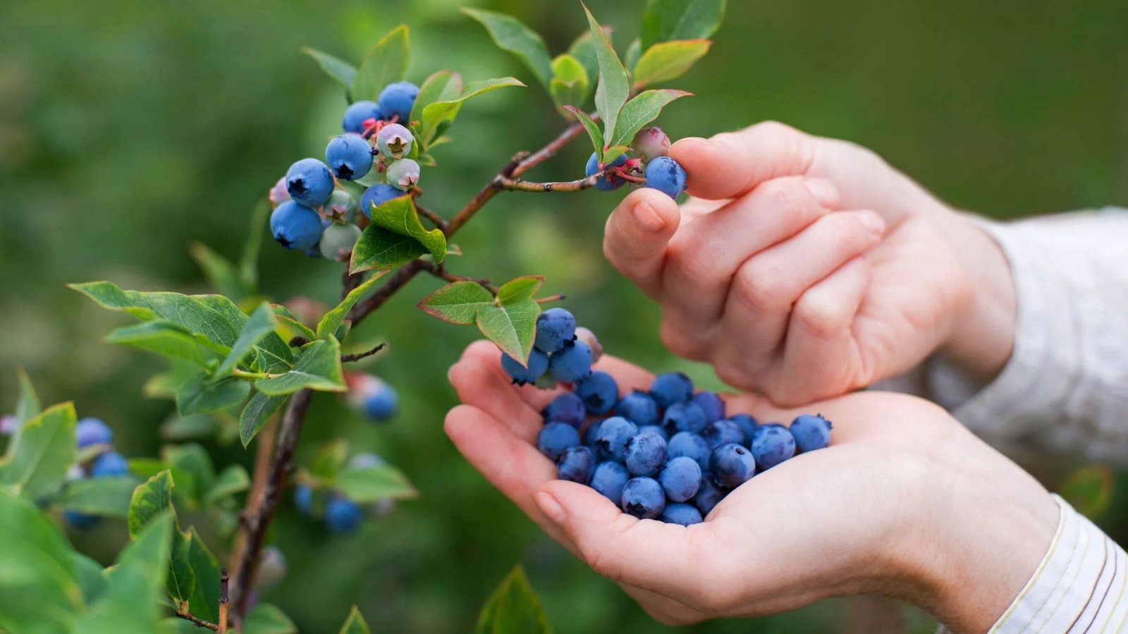 Blueberry Farming: अप्रैल के महीने में लगा दे ब्लूबेरी की खेती, 60 लाख तक का होगा मुनाफा