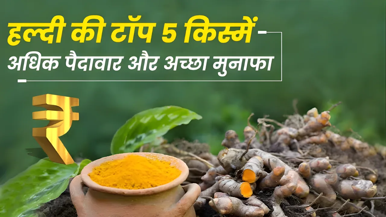Top 5 improved turmeric varieties
