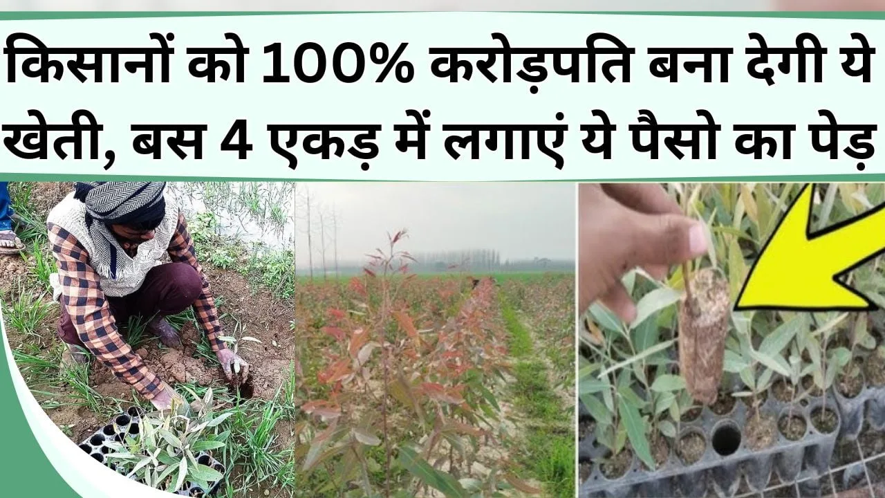 किसानों को करोड़पति बना देगी ये खेती, पारंपरिक फसल छोड़ अपनाएं ये फॉर्मूला