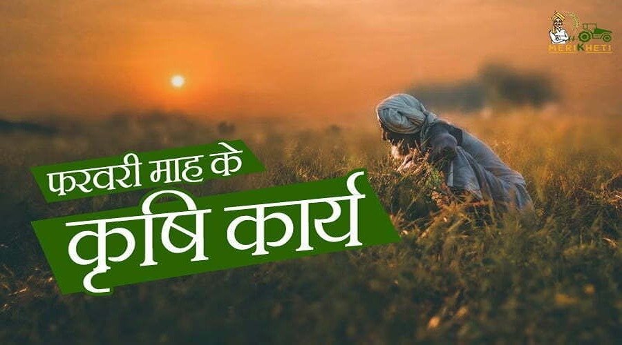 महत्वपूर्ण सुझाव: सिंचाई: स्प्रिंकलर या फव्वारा तकनीक का उपयोग करके कम पानी में सिंचाई करें। मिट्टी की उर्वरता: नव्यकोष आर्गेनिक खाद का उपयोग करें। मौसम की निगरानी: तापमान के उतार-चढ़ाव के कारण फसलों में नमी और रोग पर विशेष नजर रखें।