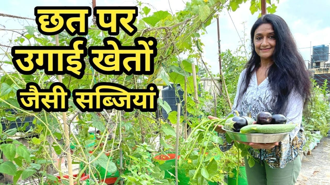 घर की छत पर ये सब्जियां लगाकर सकते हैं मोटी कमाई, फरवरी मार्च में रहती है फुल डिमांड