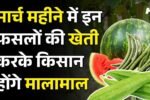 मार्च के महीने में किसान लगा दें ये फसलें, मालामाल हो जाएंगे, मिलेगा मोटा मुनाफा