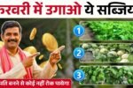 फरवरी माह के अंत तक बीज दें ये सब्जियां, होगा मोटा मुनाफा, जानिये कौनसी कौनसी फसल बोए ?