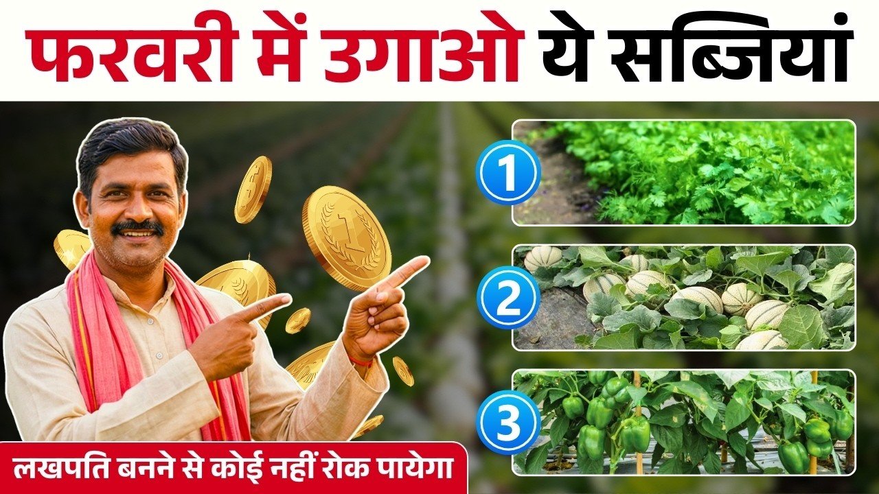 फरवरी माह के अंत तक बीज दें ये सब्जियां, होगा मोटा मुनाफा, जानिये कौनसी कौनसी फसल बोए ?