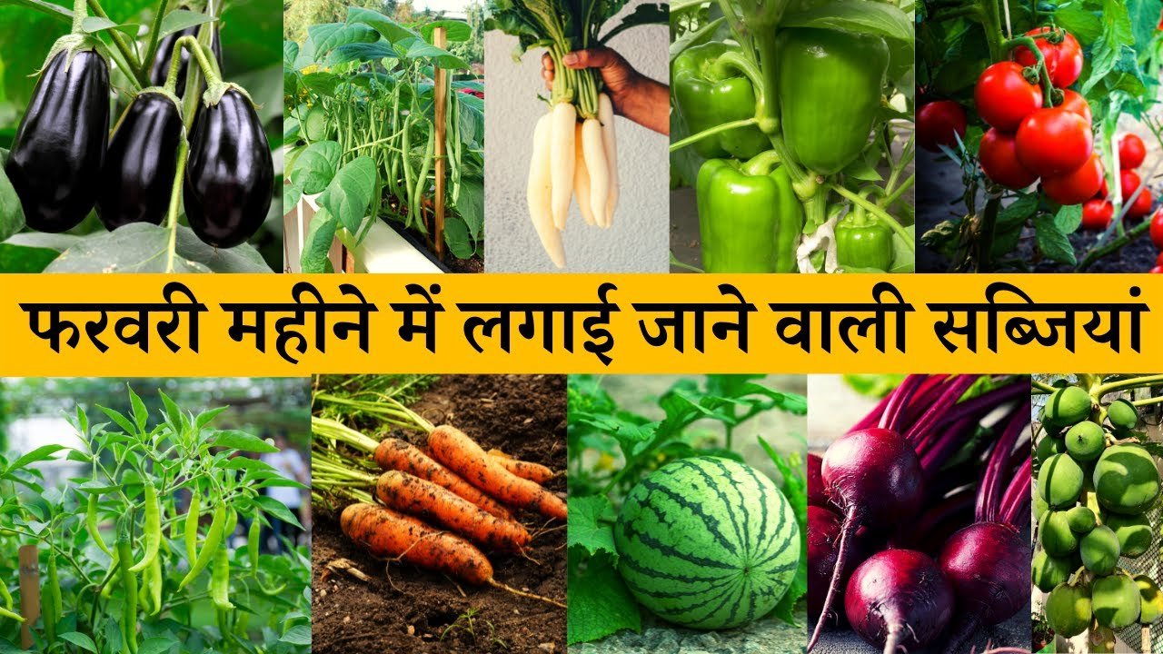 Feb Month Sabji Farming: फरवरी के महीने में कौनसी कौनसी सब्जी लगाए, जानिये पूरी डिटेल